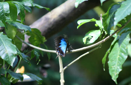 Kleurenpracht in de vlindertuin van Kuranda.