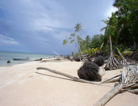 Er liggen ongewoon veel palmen op het strand van Tuvalu.