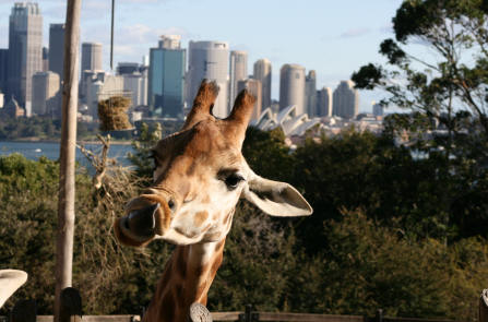De giraffs in Sydney hebben het mooiste uitzicht van alle dierentuingiraffes waar ook ter wereld, zeggen ze.