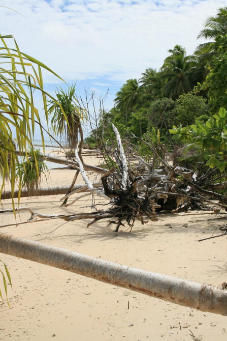 Op het strand van Tuvalu zal al veel palmbomen ten prooi gevallen aan de golven.