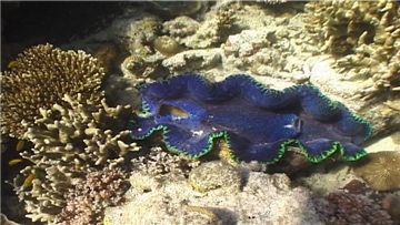 Het koraalrif is een kleurrijke wereld onder water.